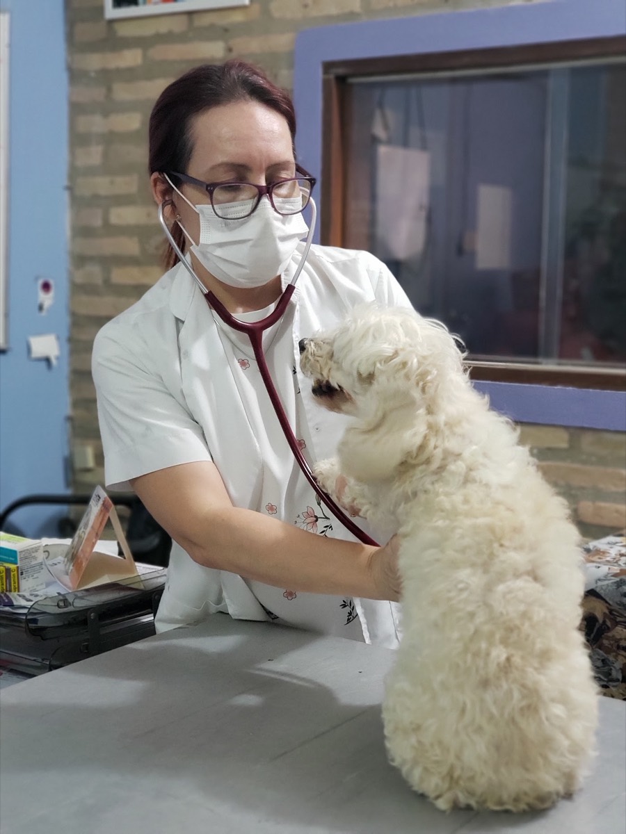 Una veterinaria ausculta a un caniche blanco