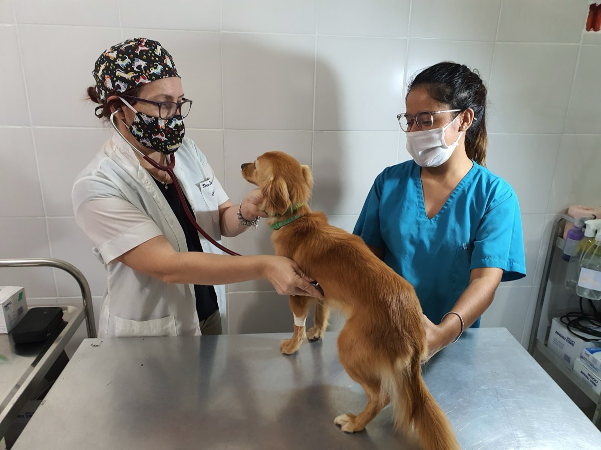 Dos integrantes del equipo atienden a un perro en la camilla