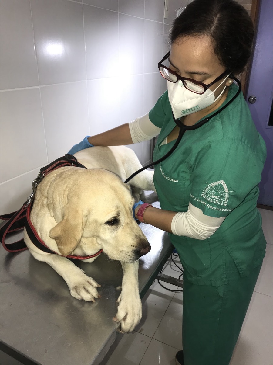 Una veterinaria ausculta a un labrador en la camilla