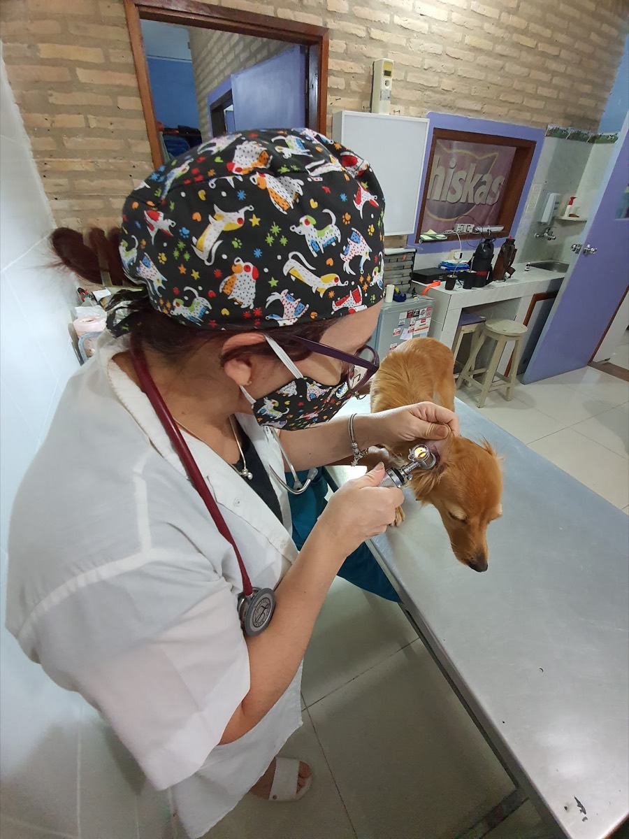 Una veterinaria revisa a un perro pequeño en la camilla