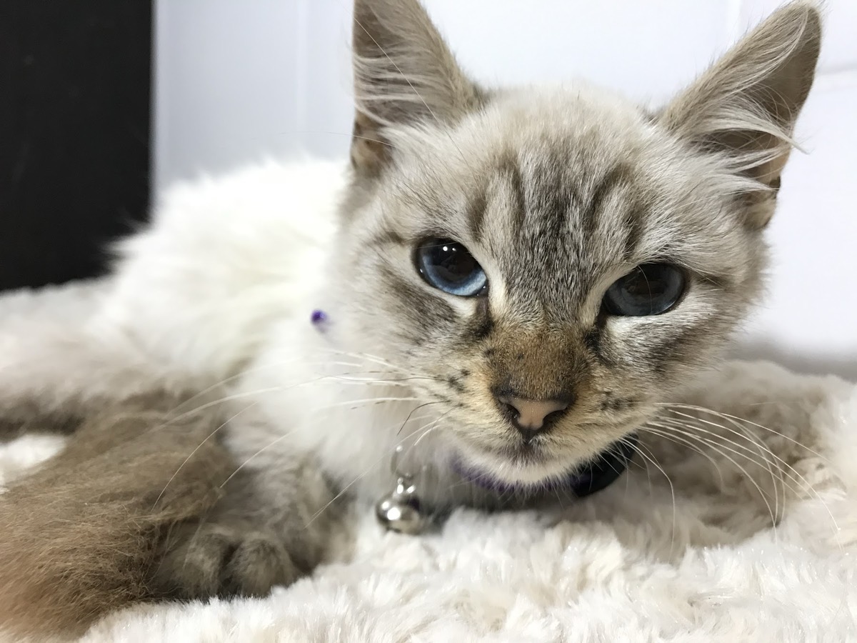 Un gatito de ojos celestes descansa sobre una manta en la clínica