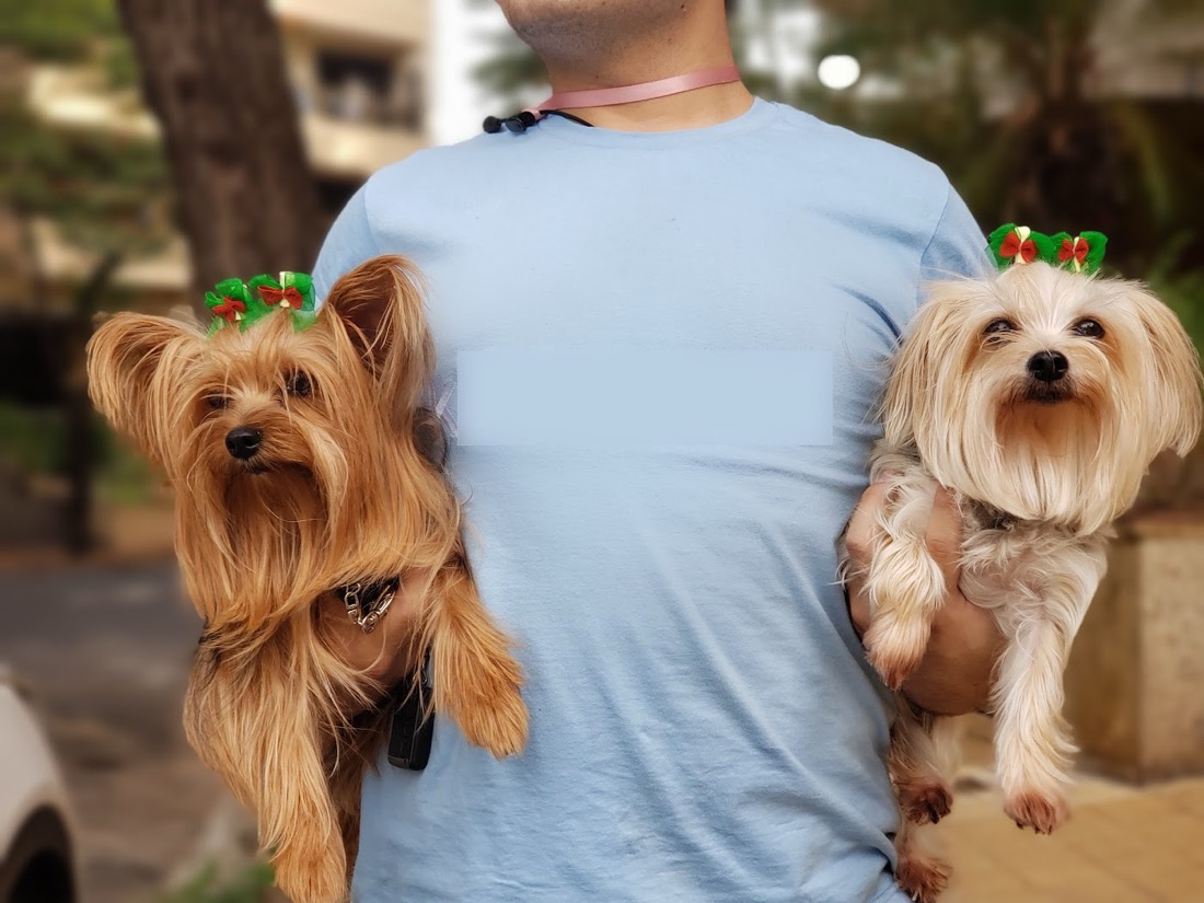 Dos yorkshire con moños después de la peluquería