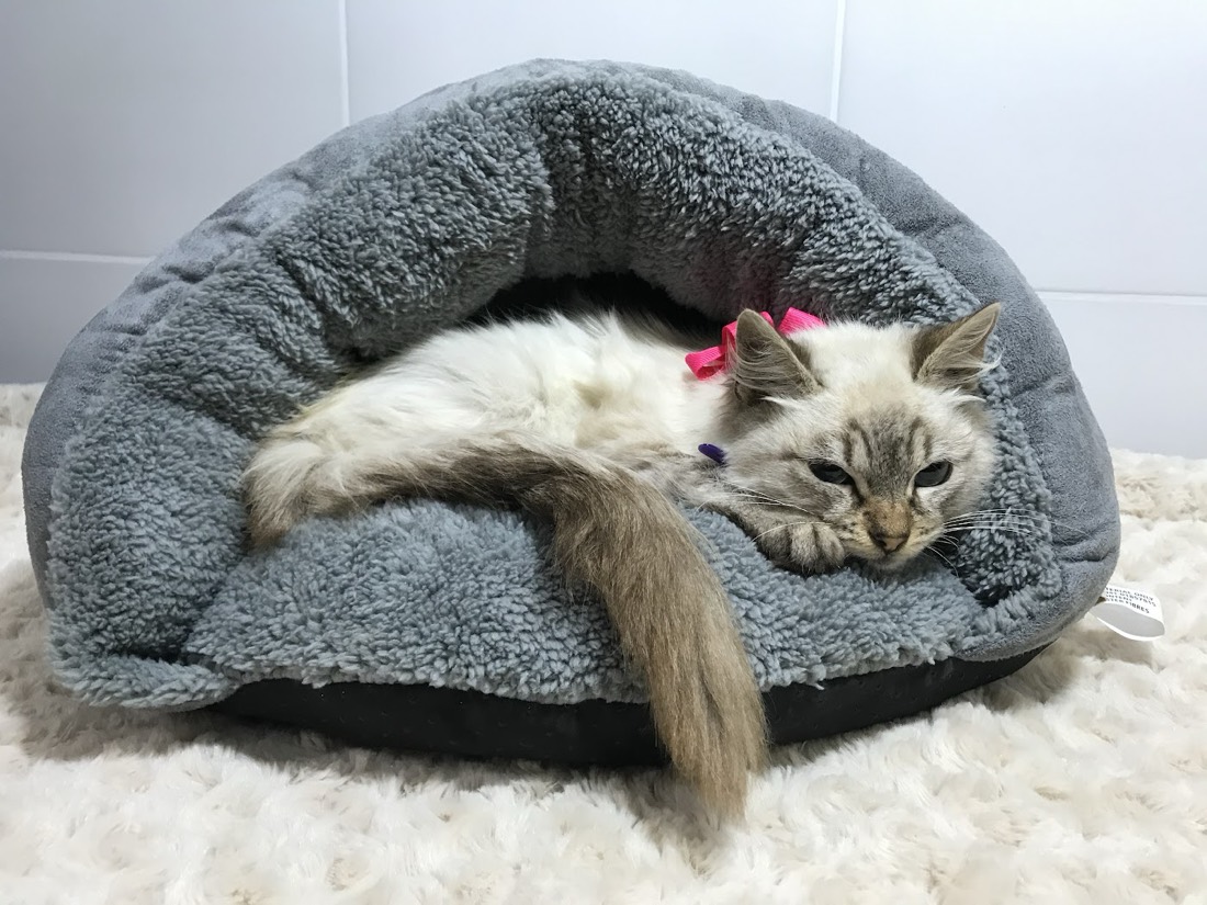 Un gato duerme en una camita gris de la tienda